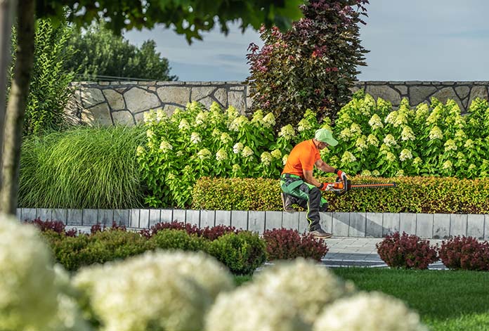 Garden worker shaping front yard plants