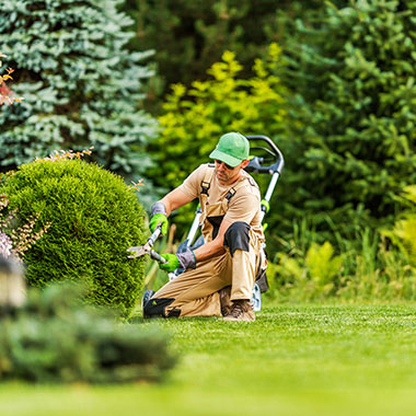 Landscape gardening professional shaping shrub